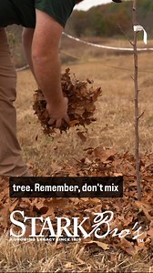 21 reactions · 5 comments | Here is how you can turn leaves into mulch for your fruit trees or other plants! #fallgardening #mulch #fruittreetips | Stark Bro's Nurseries | Facebook