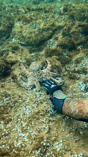catching octopus by my hand! #spearfishing #fishing #sea #diving #UnderwaterAdventure #fypシ゚ #highlights #fblifestyle | fishing Adventure TV
