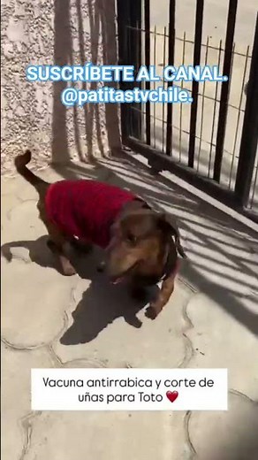 Vacuna Antirrábica: Protección Vital para tu Mascota 🐶🐱💉🐾