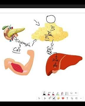 Gluconeogénesis Explicada Fácil 🔥🧠