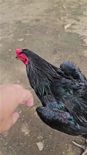 semoga sesuwai harapan