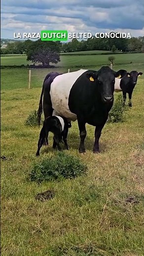CRITICALLY RARE DUTCH BELTED 🐂🧐 #cows #breed #rare