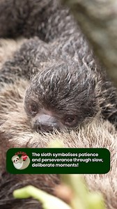 85K views · 942 reactions | Our Linne’s two-toed sloth family just...
