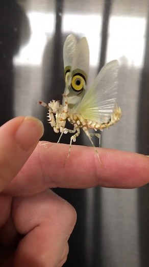 Praying Mantis Eating Mouse: Fascinating Insect Behavior