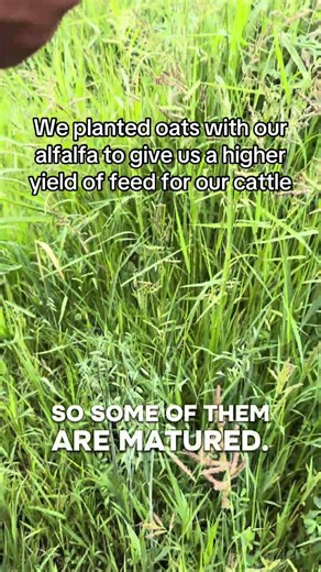 We planted oats with our alfalfa to help give us a higher yield of feed for our cattle this year...