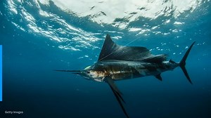 Sailfish stabs woman during fishing attempt off Florida coast