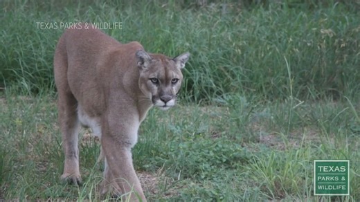 Texas Parks and Wildlife adopts state's first-ever mountain lion protection rules