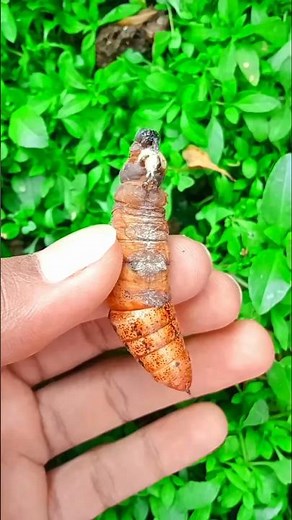 Amazing insects