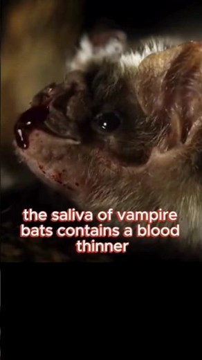 Beware of Vampire Bats! 🦇 You Won't Even Feel Their Bite