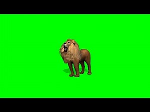 lion howl on green screen