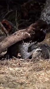 Wildlife Attack on Reels