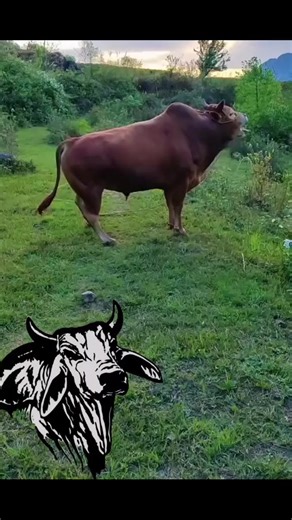 . . . . #ብርገድንሓመዱ💙ኤር💙👑🦁 #ሃገረሰብ_እዩዓዳ♥♥♥♥♥ #ኣከለጉዛይ💙🦁🐅ጀጋኑ