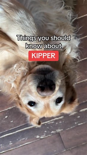 Content Creator | Photographer | Golden Retriever on Instagram: "My sweet crazy boy. He’s bossy. He’s sweet. And he’s a walking advertisement for poor breeding 🫣 he would follow a tennis ball anywhere without a thought in his brain. But he is perfect to me and I wouldn’t change a thing 😂 Your daily dose of fluff + joy → @kipandkaan 🐾 #dogs #funnydogs #dogsofig #dogstagram #goldenretriever"