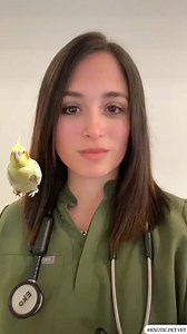 Everything you need to know about taking proper care of your pet bird! #parrot #parrots #bird #birds #cockatiel #africangrey #amazonparrot #macaw #budgie #conure #lovebird #vet #veterinarian | Dr. Rachel, Exotic Pet Vet