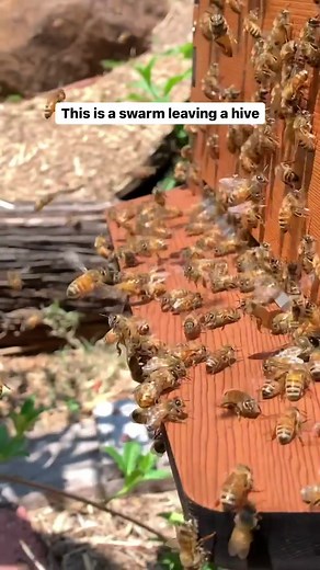 Swarming vs Orientation flights: As a new-bee you can learn a lot by looking and observing your hive. Here are two behaviours that can sometimes be confused. Swarming and orientation flights. Swarming: Swarming is a honey bee colony's natural means of reproduction. In the process of swarming, a single colony splits into two or more distinct colonies. The queen leaves and about half the hive follows, workers filled with honey stores, to find and make a new home. Orientation flights: Bees take ori