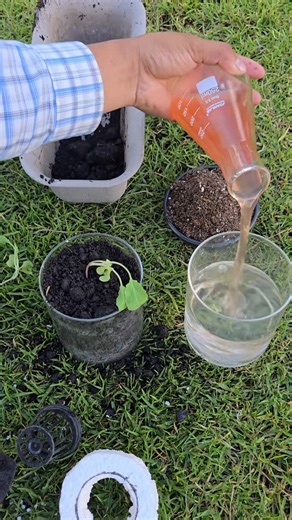 Eco Agriculture Lab on Instagram: "Learn how to grow a cabbage plant using hydroponics in a simple glass! compared traditional soil with a DIY hydroponic system using water, nutrients, and an air pump, and after 2 weeks, the hydroponic plant grew much faster. Try this easy method at home and see the difference! #PlantTok #TikTokLearningCampaign #Hydroponics #DIYHydroponics #GrowYourOwnFood #UrbanGardening #GardeningTips #CabbagePlant #HomeGarden #SustainableLiving"
