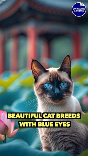 Beautiful Cat Breeds with Blue Eyes | Engineering & Science