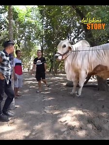 Sapi spek monster, jalannya bikin merinding! Ini jenis apa woi bisa sampai dia kali. lipat besar dibanding sapi umumnya? #irfanhakim #dehakims #sapipo #sapikebumen #sapijumbo #ternaksapi #hewanviral #viralchallenge #Alhamdulillah #untuksemuaorang #farmlife #kebumen #merinding | Irfan Hakim