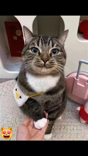 🐾✨ From Pawshakes to Playdates — Meet the Star of Pure Cuteness! ✨🐾 Every paw tells a story… From gentle hand-holding to playful poses with tiny bags and plush toys. Whether it’s a stylish duck-face accessory or a paw dipped in white paint, our little companion knows how to steal hearts and spark smiles. 🎒 #CatStyle #PawLove #FelineVibes #FollowTheWhiskers | Cute Meow World