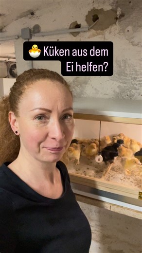 Meridas Brahmaparadies | Hühnerwissen on Instagram: "Küken beim Schlupf helfen – eines der emotionalsten Themen in der Hühnerhaltung 🐣 Auch wenn es weh tut: In den meisten Fällen ist Nicht-Eingreifen das Beste, was wir tun können. ⚠️ Helfen sollte immer die absolute Ausnahme bleiben – und nur mit Wissen, Geduld und ruhiger Hand. Ich konnte es nicht lassen 🫣 Trotzdem: Normalerweise greift man nicht ein. Wenn doch, dann bitte sehr spät und sehr bewusst – und diese Küken nicht weitervermehren. Sc