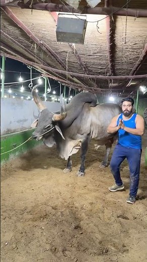 World biggest CHAND BAIL 😱 #syedfahad #loveanimals #animal #cow