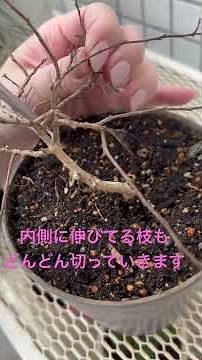 サルスベリ枝の剪定 #サルスベリ#百日紅#枝の剪定