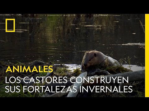 Así construyen los castores sus fortalezas invernales | NATIONAL GEOGRAPHIC ESPAÑA