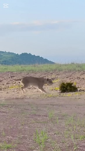 Daniel (@daniel_198213) - #creatorsearchinsights #giraffefacts #fyp #wildlife #animalbehavior #conservation #hunter #giraffe #wildanimals #lion #dongvat #dongvathoangda