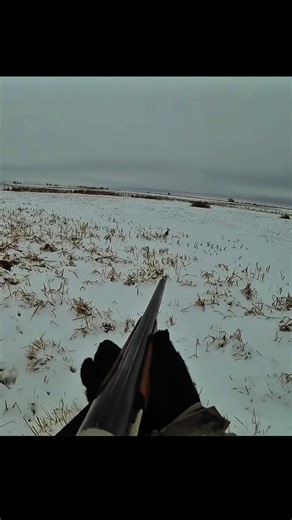 Лучшие моменты охоты на зайца | Экшн видео #hunting #wildhunting #chass #охота #wildernessseason