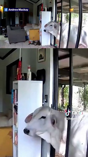 If I didn't know it was real, this would be on my list of 'this is defs AI content' but alas, it's not.