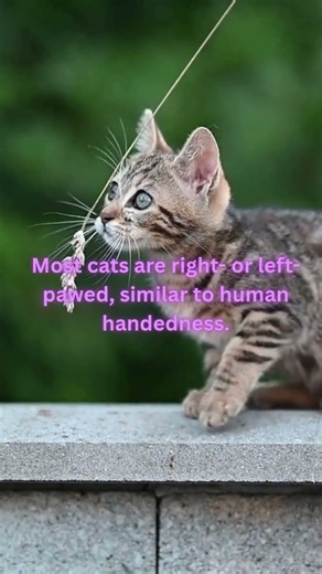 5 Amazing Cat Facts That Will Surprise You | Part 1 🐱 #cat #catfacts #animalfacts