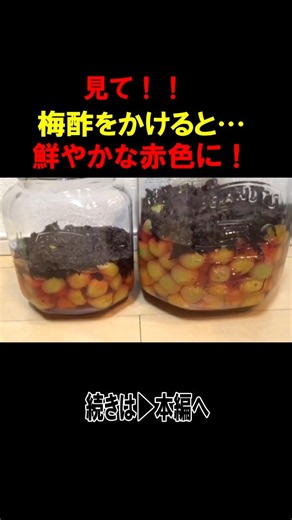 見て！梅干し作り梅酢をかけると紫蘇が鮮やかな赤色に！#梅干し #木田ちそ #福井梅