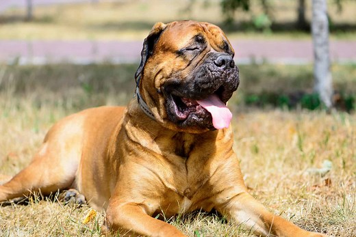 English Mastiff Progression: Growth Chart, Milestones, and Training Tips