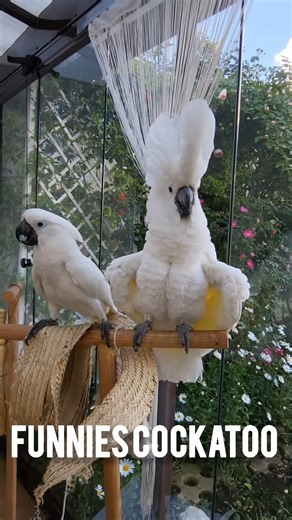 Lose Laughing Emoji Parrots 😆 | Funniest Parrot Moments #birds #shorts