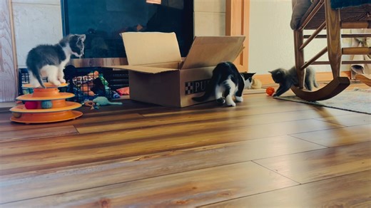 1.7K views · 129 reactions | There are no words to explain what it’s like to watch a kitten who shouldn’t be alive playing like nothing ever happened. | Bracken and Cavanaugh the Irish Setters | Facebook