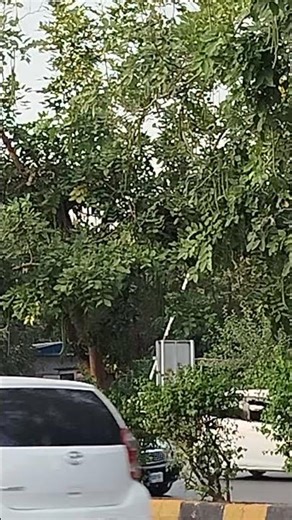 Horticulture and Gardening | D18-ECHS : plot for Sale #kbn #echs