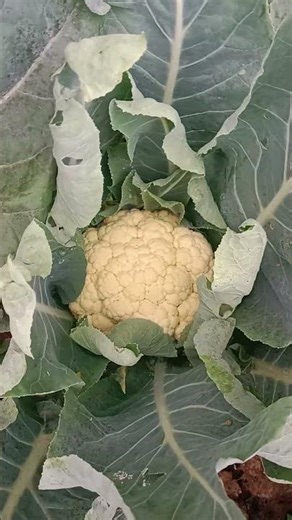 mari panen kembang kol #farming #agrikultur #pertanian #nature