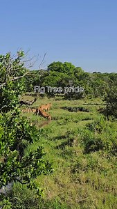 Fig tree pride today. Samara and Sukari with their little cubs 📷 Chinese tourist #figtreepride #figtreeecubs #samara #sukari | Orpadan.9