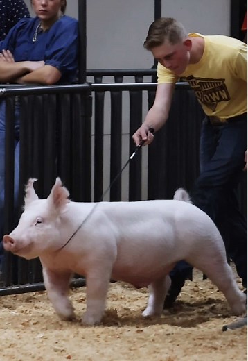 Krew J & Dadson Farms at Showdown in Motown: Yorkshire Hog Highlights