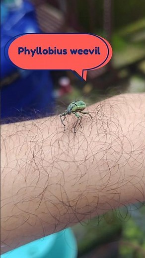 Beautiful Green Weevil Beetle 🪲💕