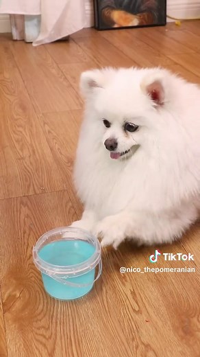 Funny Blue Dog Explodes in Hilarious Pool Moments