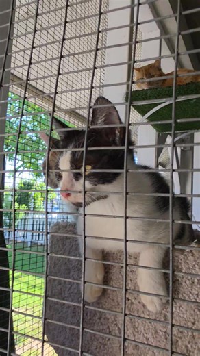 21K views · 2K reactions | Bubbles and Blossom are available for...