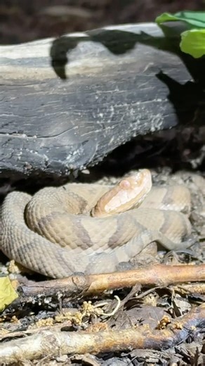 First 2026 Eastern Copperhead of hopefully many more! #snake #snakes #outdoors #nature #wildlife