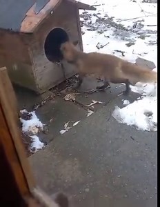 NTT.10 Amazing top video | SSS 012