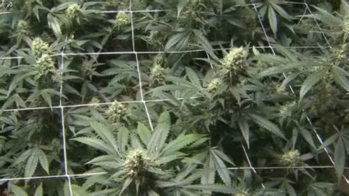 Marijuana could cause chromosomal defects, study says