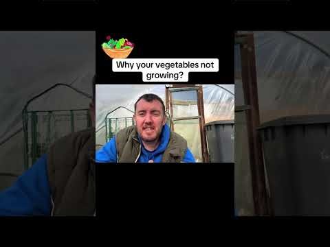 Why Your Vegetables Aren’t Growing (Big Mistakes You Don’t Realise!)