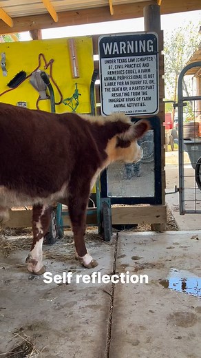 #MentalHealth #selfreflect #veteranowned #AStableLearning | A Stable Learning LLC