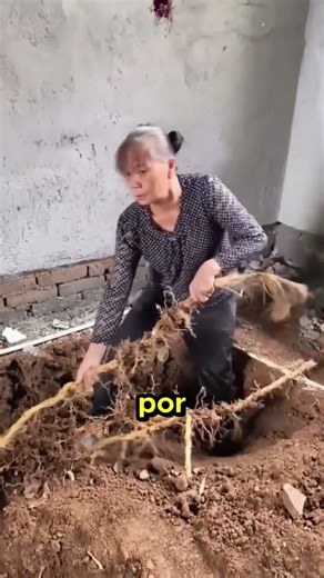 Bamboo going through the ground 🎍😱