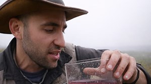 When a giant slug strikes back