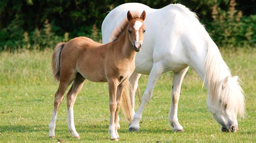 Celebrating British breeds: native youngsters invited to Futurity evaluations for the first time - Horse & Hound